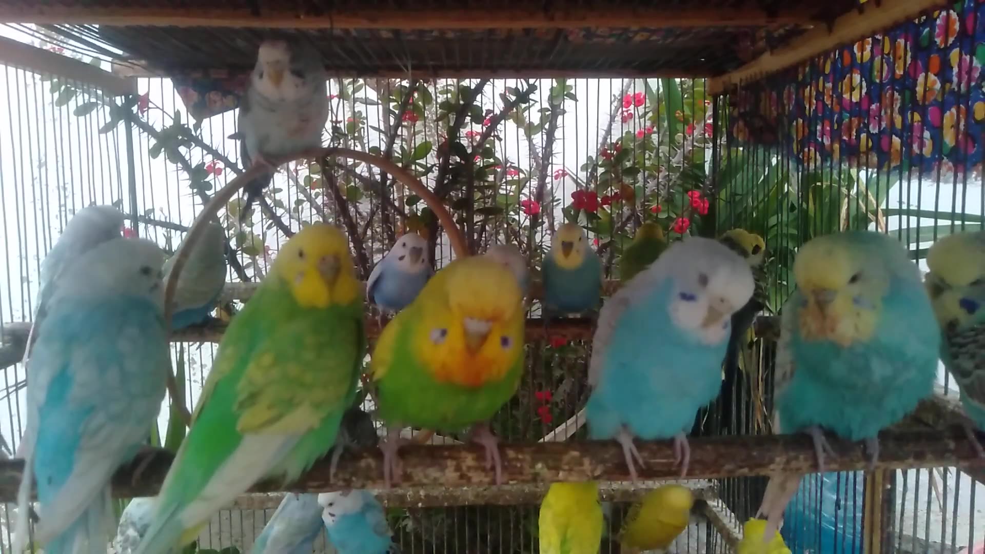 'Video thumbnail for 🧘 Calming Bird Scenes – Mindful Moments with Budgies 🌼'
