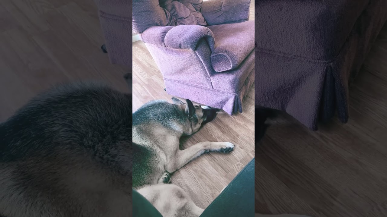 'Video thumbnail for We all took naps. #dogshorts'