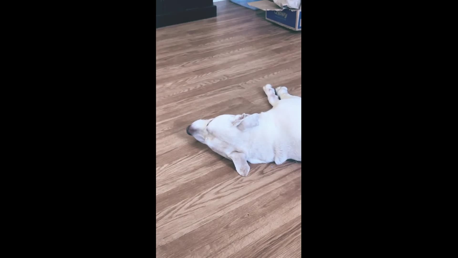 'Video thumbnail for We all took naps. #dogshorts'