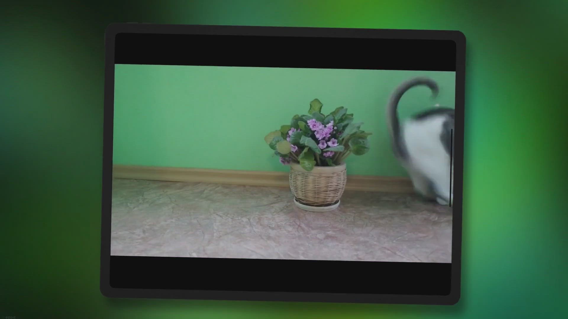 Video thumbnail for Can Cats Eat Mosquitoes? Everything You Need to Know