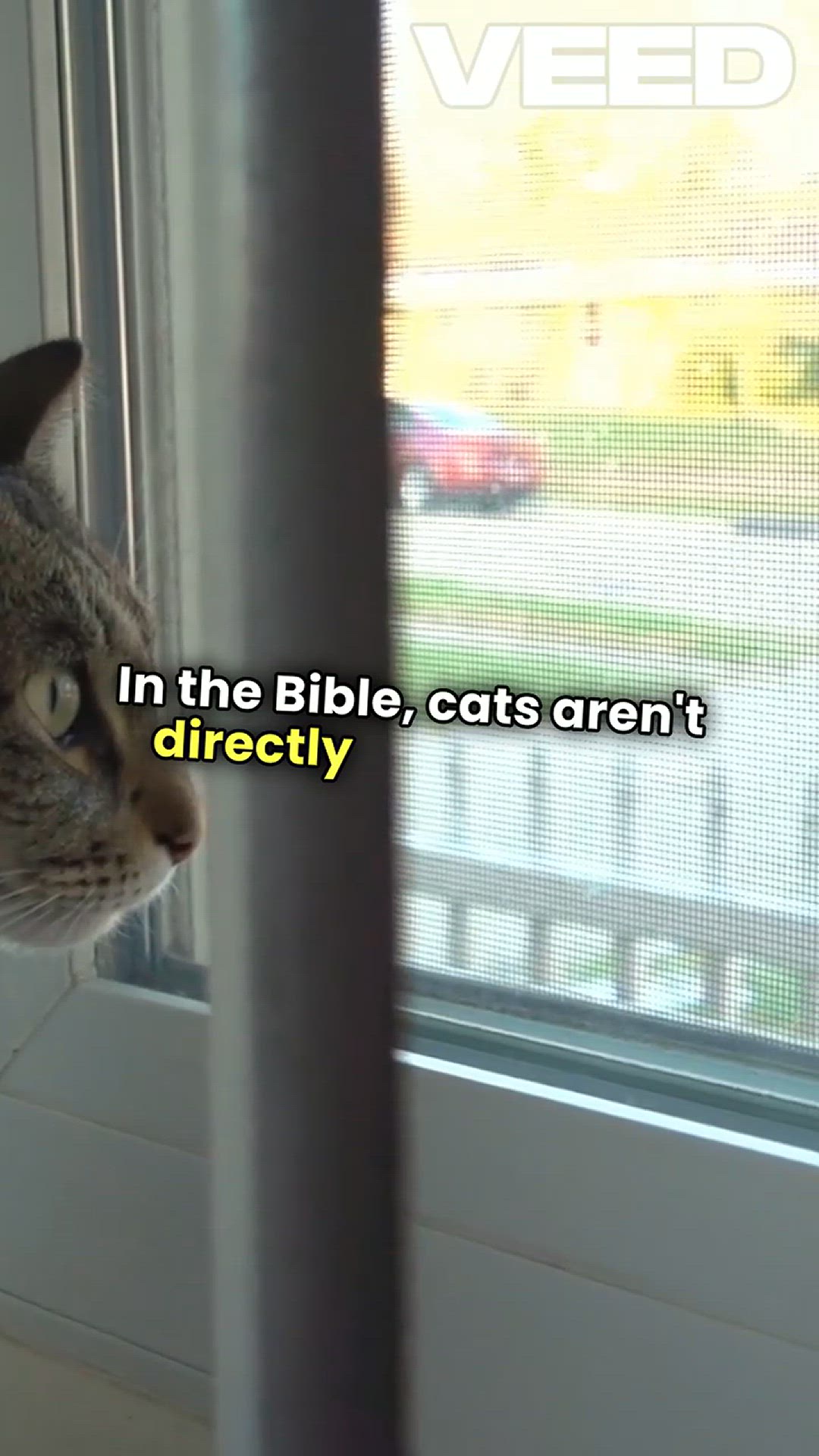 'Video thumbnail for Top 10 Biblical Meanings of Cats in Dream'