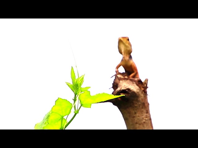 Video thumbnail for Cute of lizard stay here