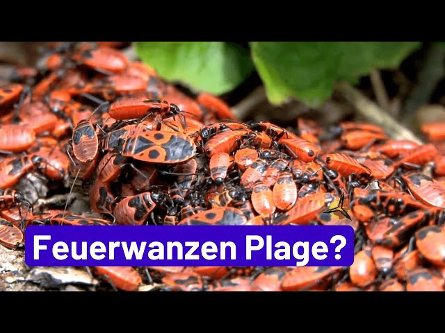 'Video thumbnail for Feuerwanzen Plage: Eine Gefahr im Garten?'