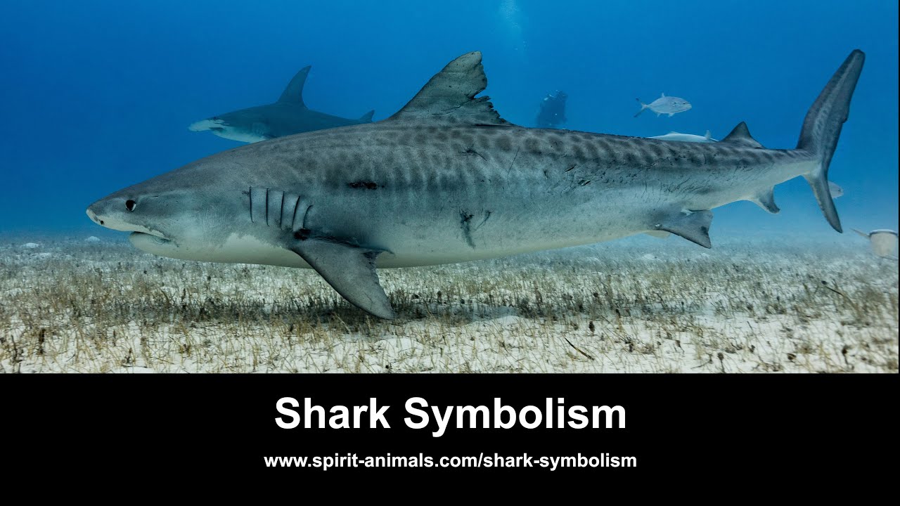 Behave - Shark Tank Blog