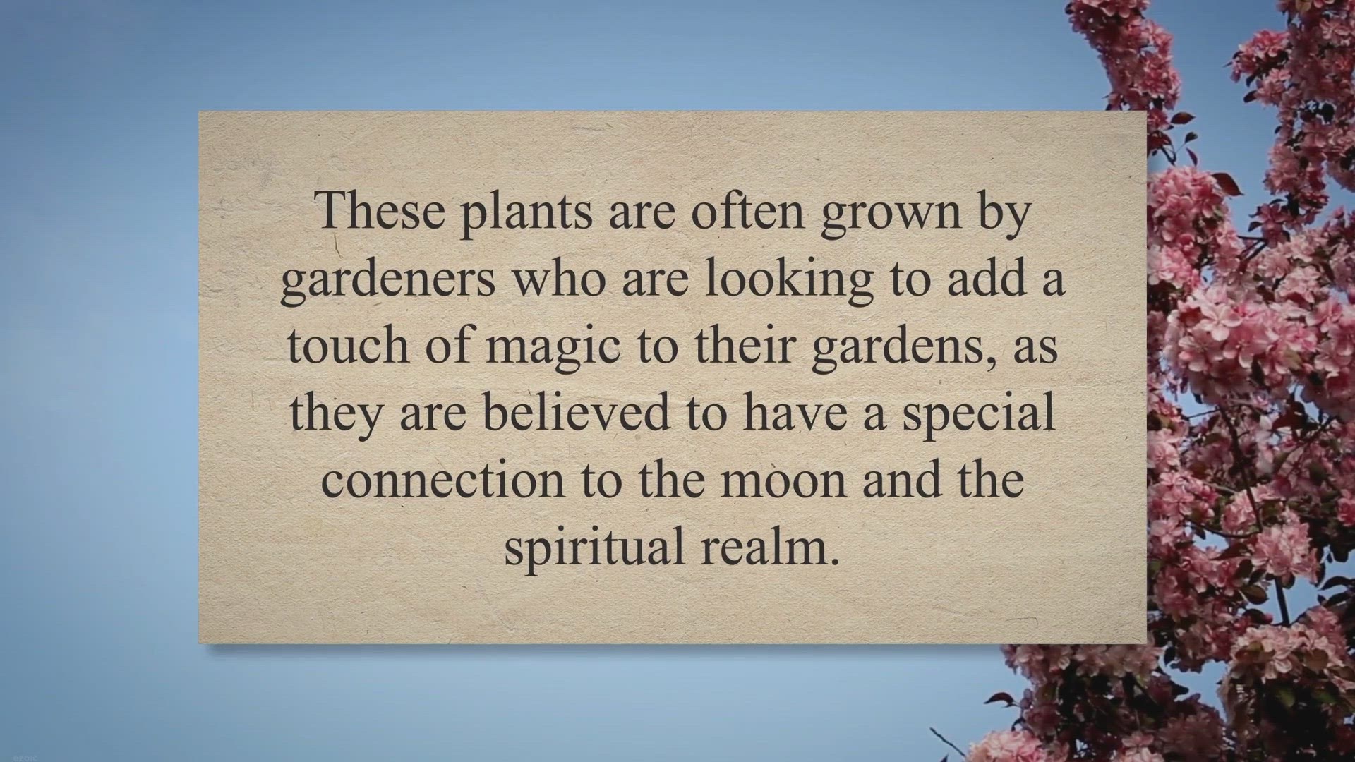 Video thumbnail for The Mystical World of Moonflowers: A Comprehensive Guide to their Symbolism and Meaning for Gardeners