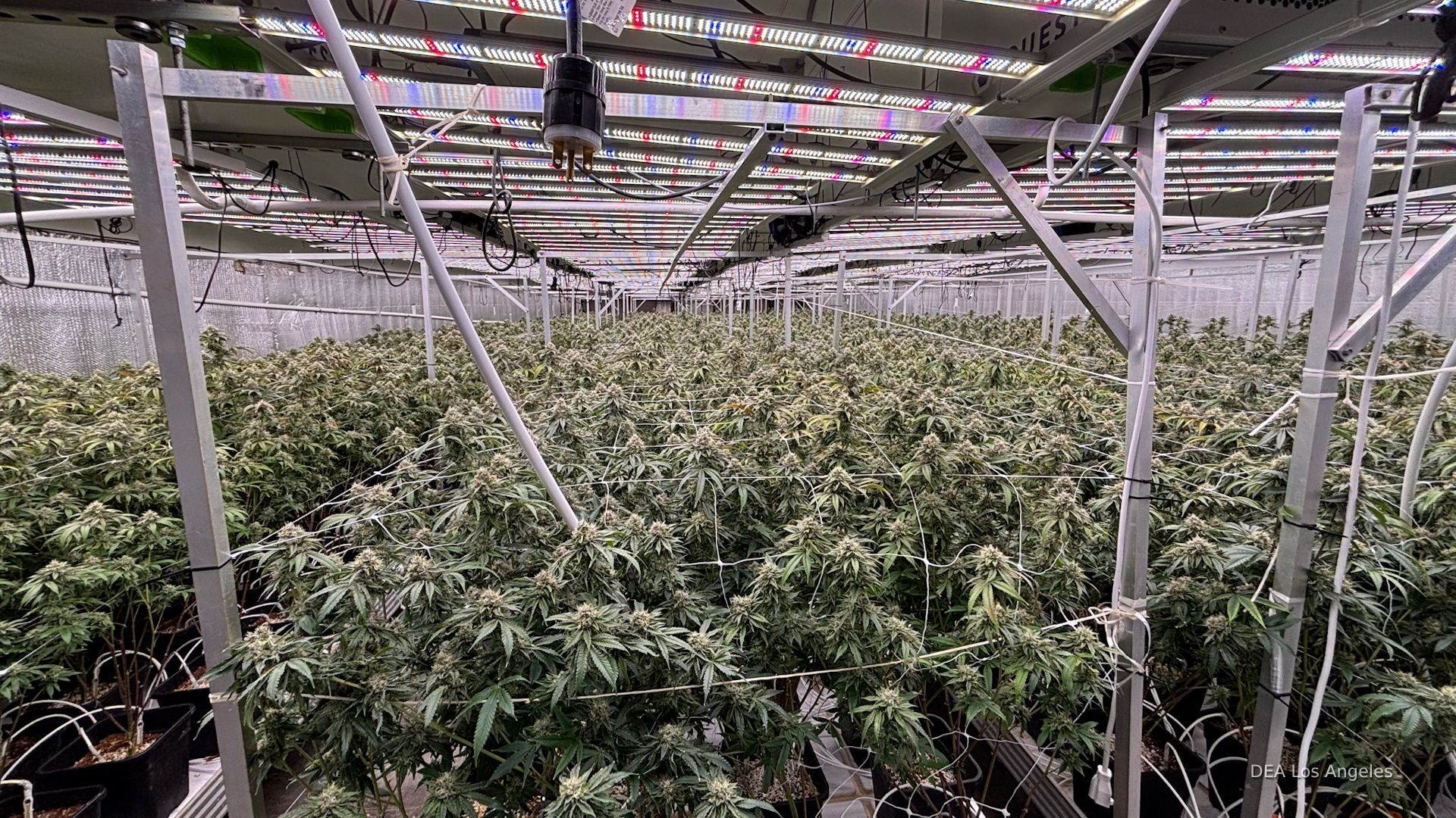 'Video thumbnail for National Guard, DEA raid illegal marijuana farms in Southern California'