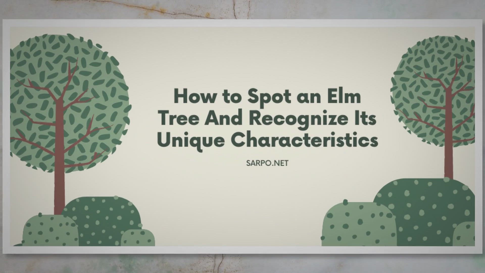 Video thumbnail for How To Spot An Elm Tree And Recognize Its Unique Characteristics | SARPO