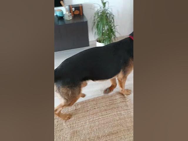 Video thumbnail for like this way start our day😅🥰🐶🤩😍