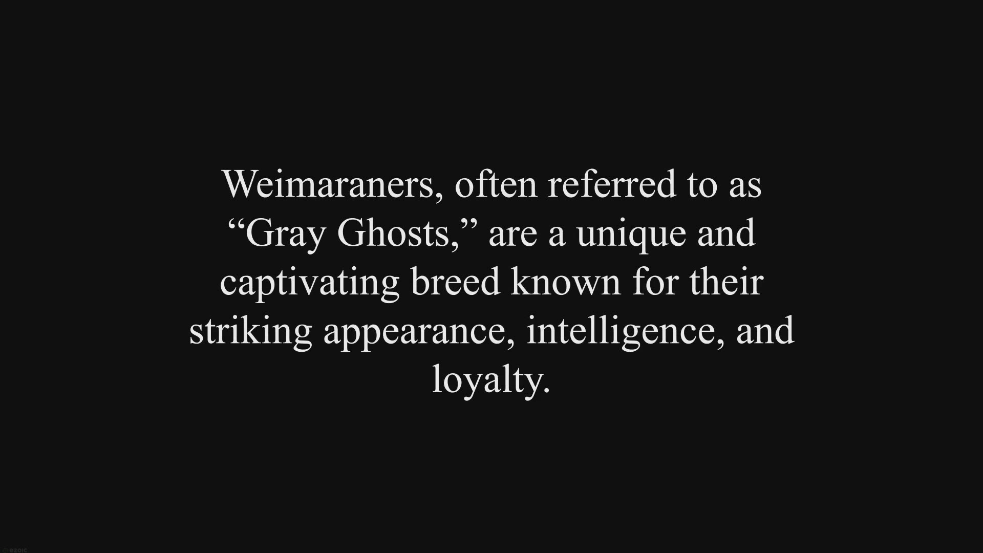 Video thumbnail for Weimaraner Dog Breed: Pros & Cons