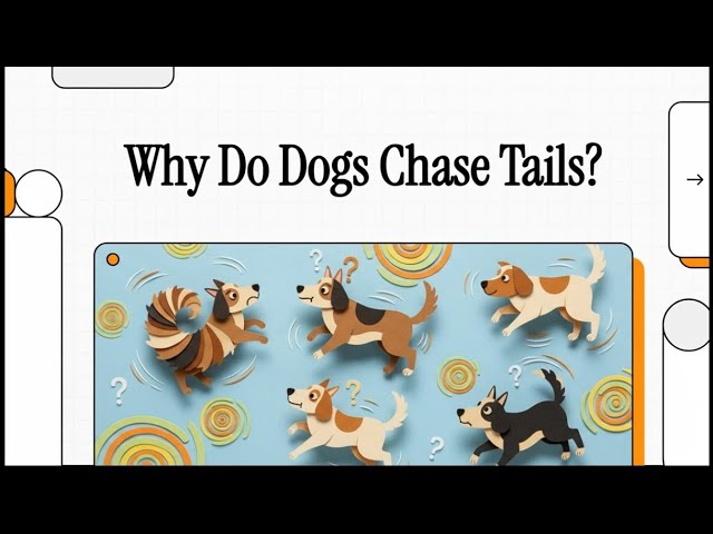 'Video thumbnail for Why Do Dogs Chase Their Own Tail?'
