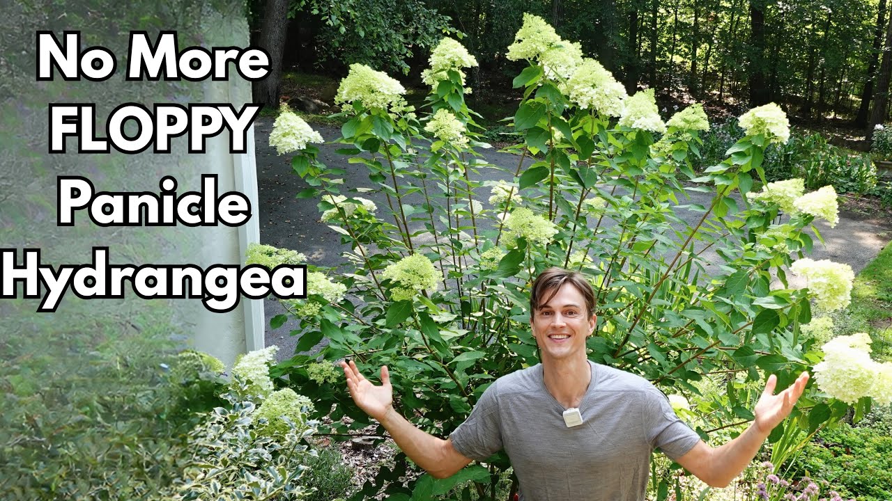 Video thumbnail for Prune PANICLE HYDRANGEA Correctly - No More Floppy Plants - H. paniculata