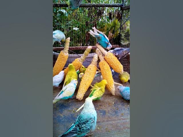 'Video thumbnail for This Amazon bird toy is SO COOL#birds#parrot #birdslover #budgis #lovebirds #budgiegar #cute #health'