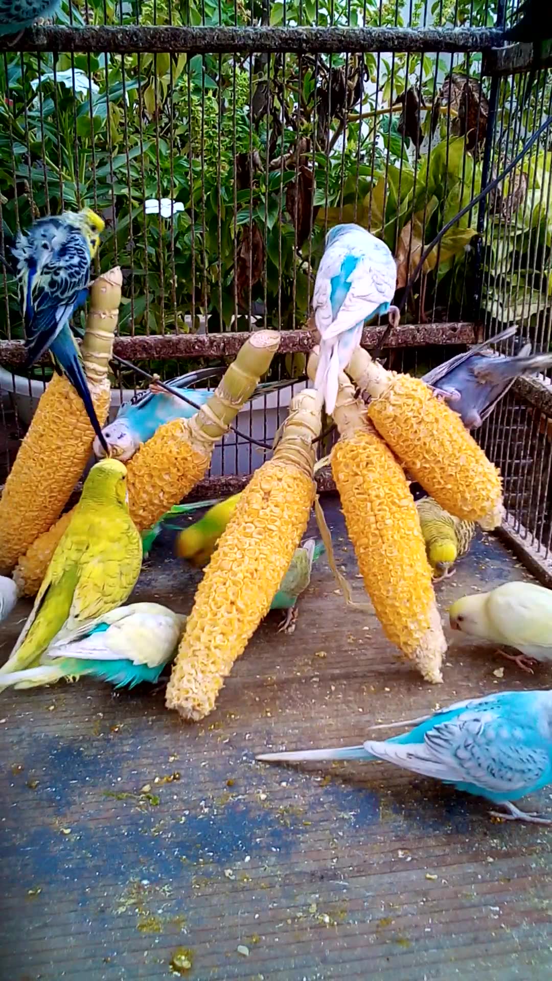 'Video thumbnail for This Amazon bird toy is SO COOL#birds#parrot #birdslover #budgis #lovebirds #budgiegar #cute #health'