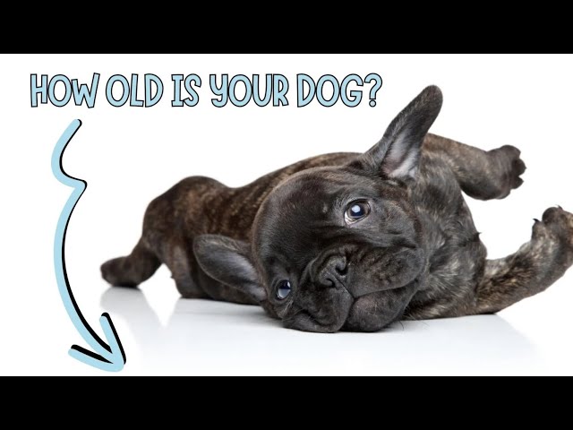 'Video thumbnail for What Are The Signs That Your Dog is Getting Old? Golden Dog Years!'