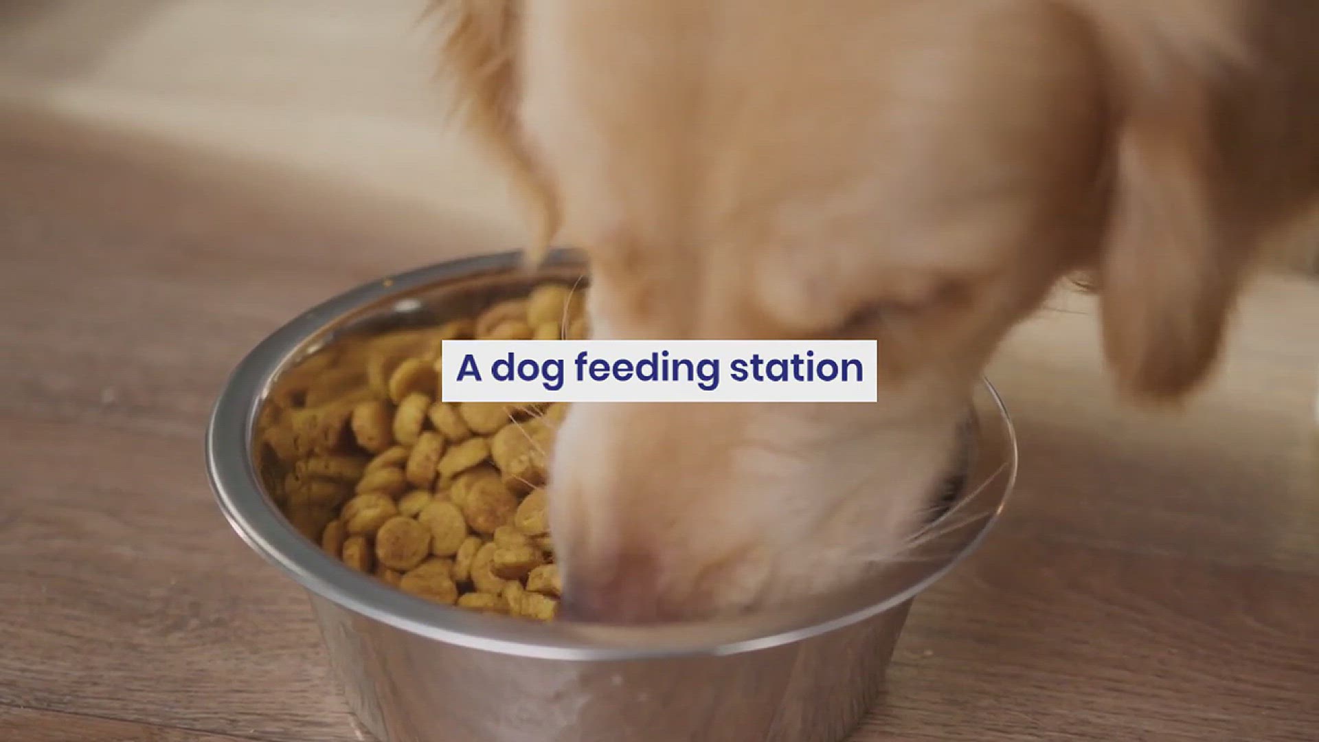 'Video thumbnail for 10 Creative Dog Feeding Station Ideas for Your Furry Friend'
