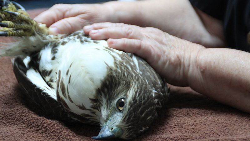 'Video thumbnail for Raptor rehab: Moroccan facility rescues birds of prey and prepares them to return to the wild'