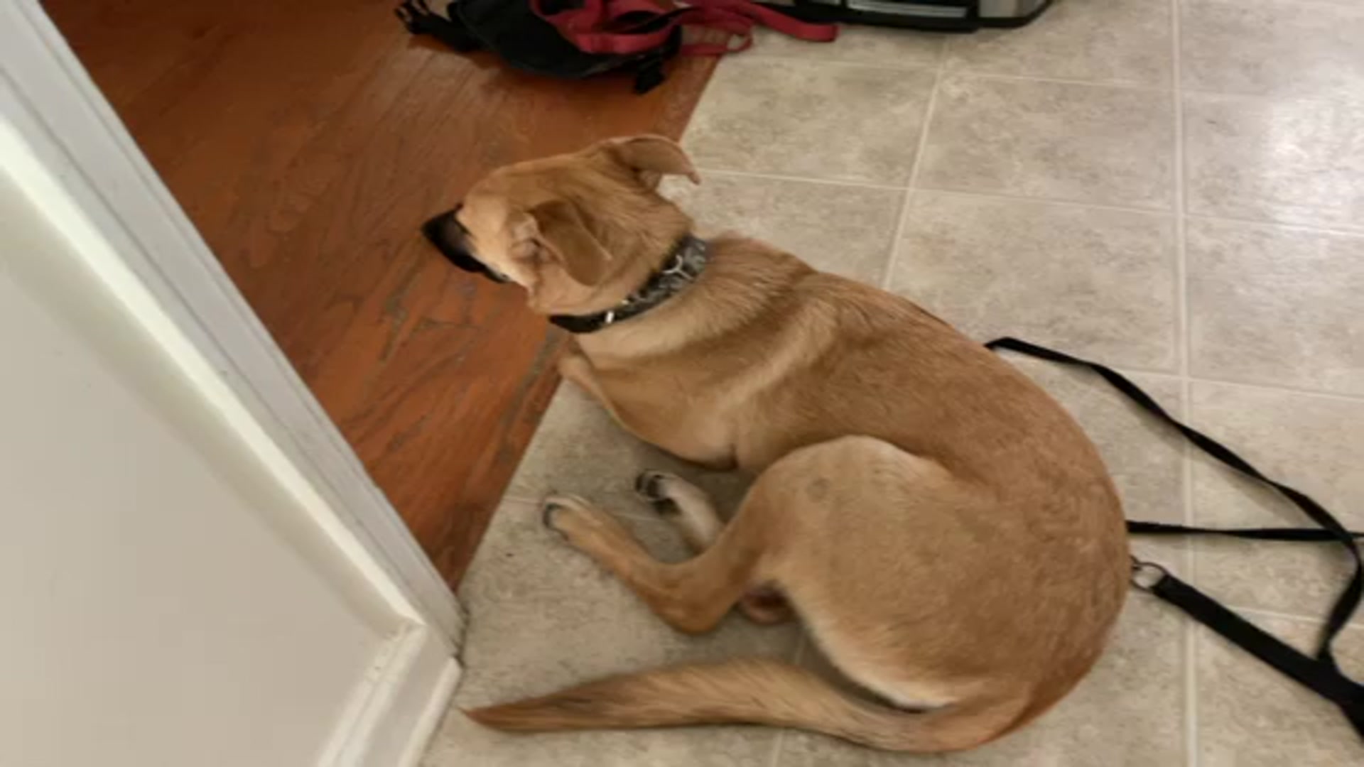 Video thumbnail for My dog Max