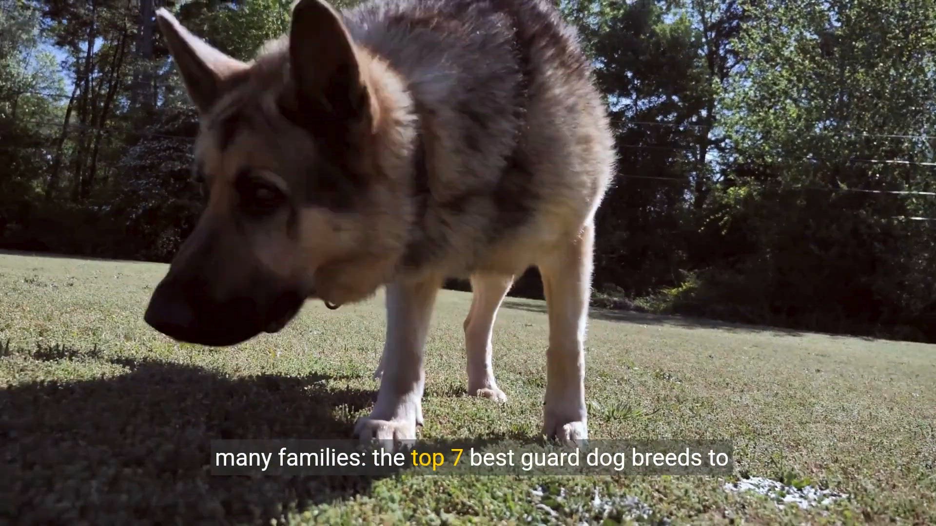 'Video thumbnail for Top 7 Best Guard Dog Breeds to Protect Your Family in 2024'
