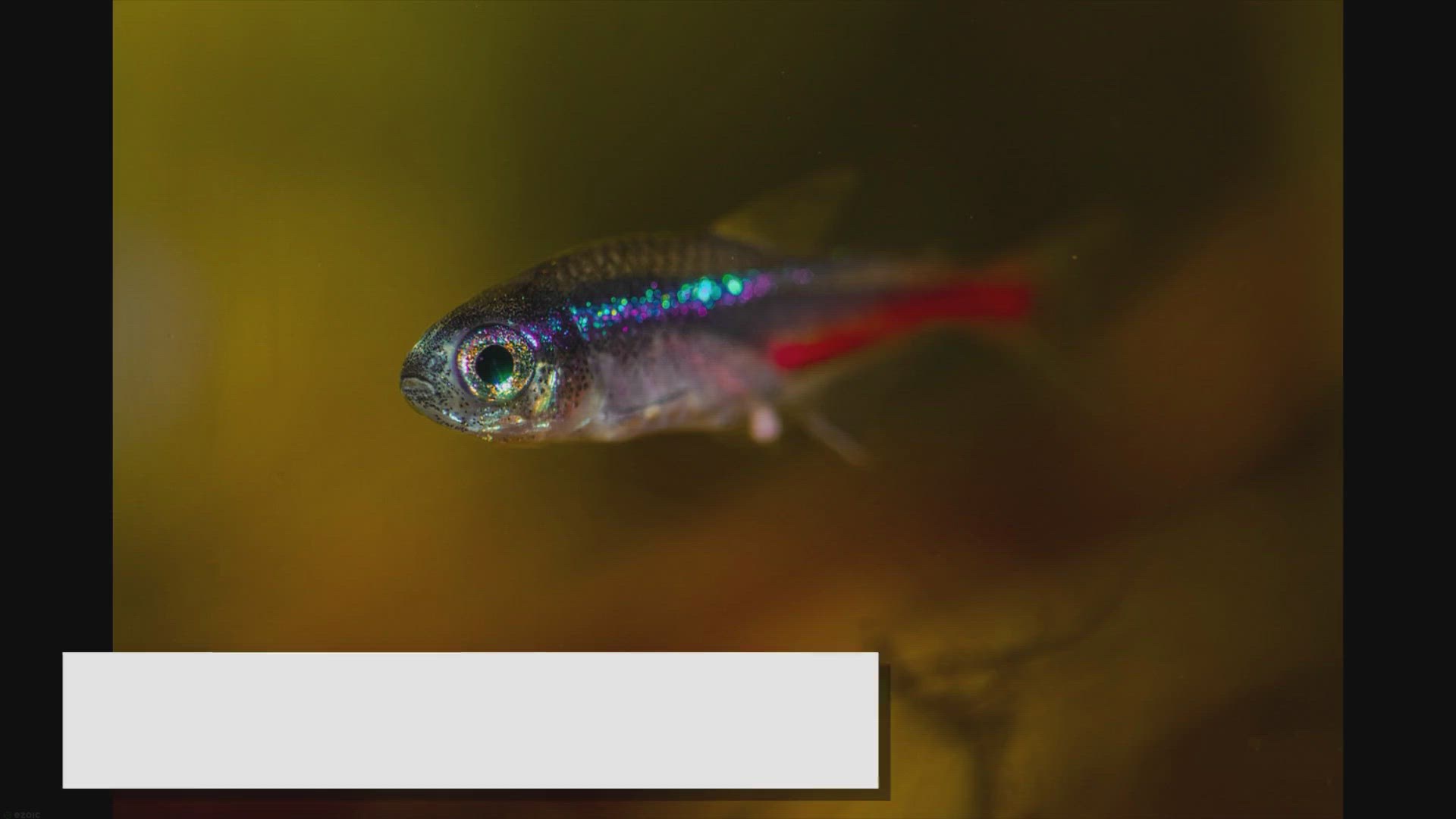 Video thumbnail for How Long Do Neon Tetras Live? A Comprehensive Guide
