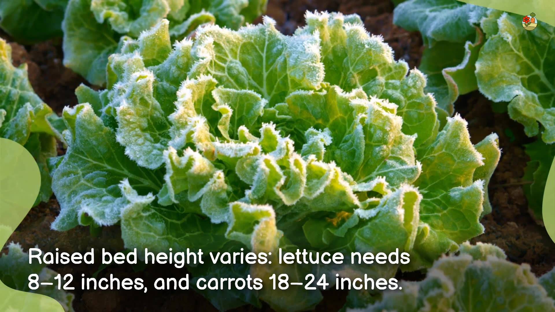 'Video thumbnail for Gardening Tips If You’re Growing Vegetables In Raised Beds'