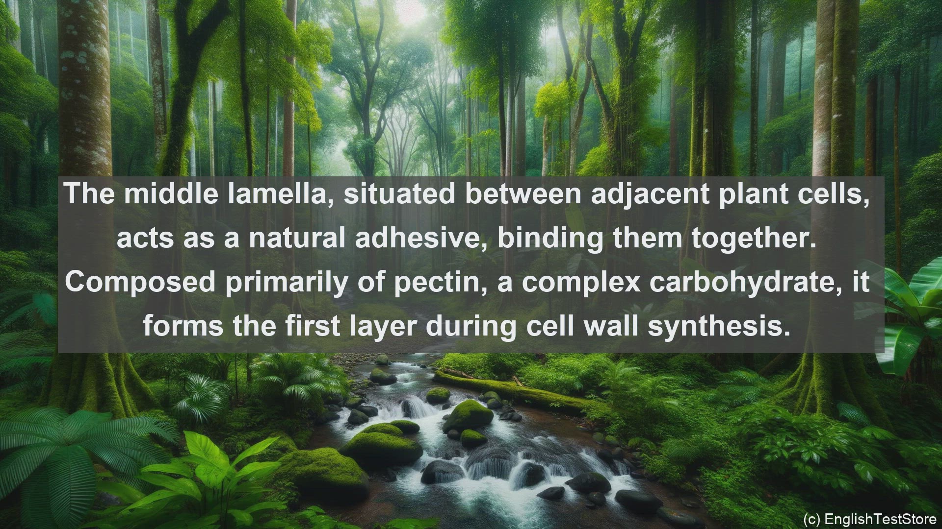 'Video thumbnail for Middle lamella in science  definition and examples'