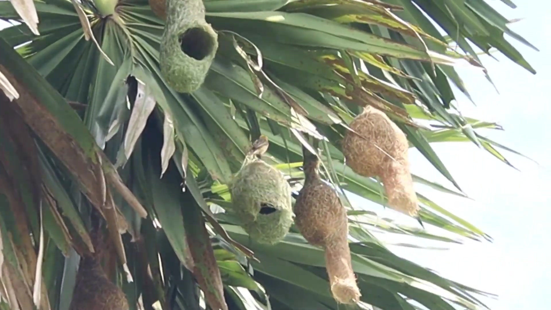 'Video thumbnail for Amazing of Maya bird |  Wow Golden bird making nest at forest'