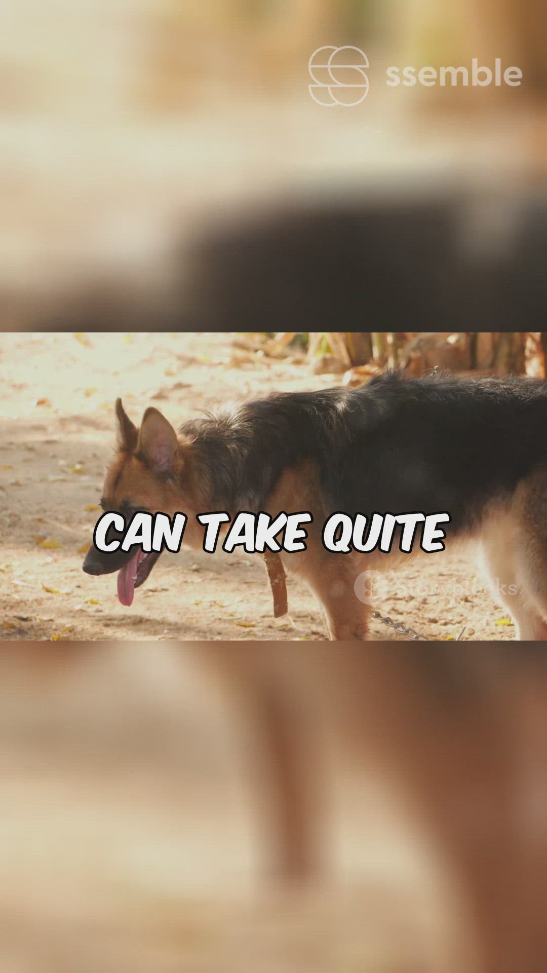'Video thumbnail for Ears Up Paws Up'
