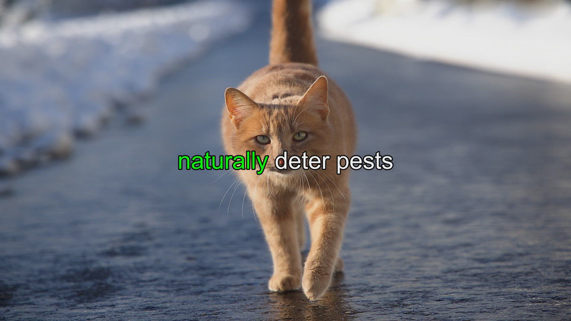 Video thumbnail for Companion Planting for Pest Control: Tips for Your Garden