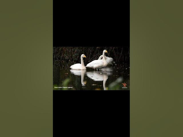 Video thumbnail for Whooper swan / Cisne cantor #birds #birdslover #naturaleza #best #nature #swan #