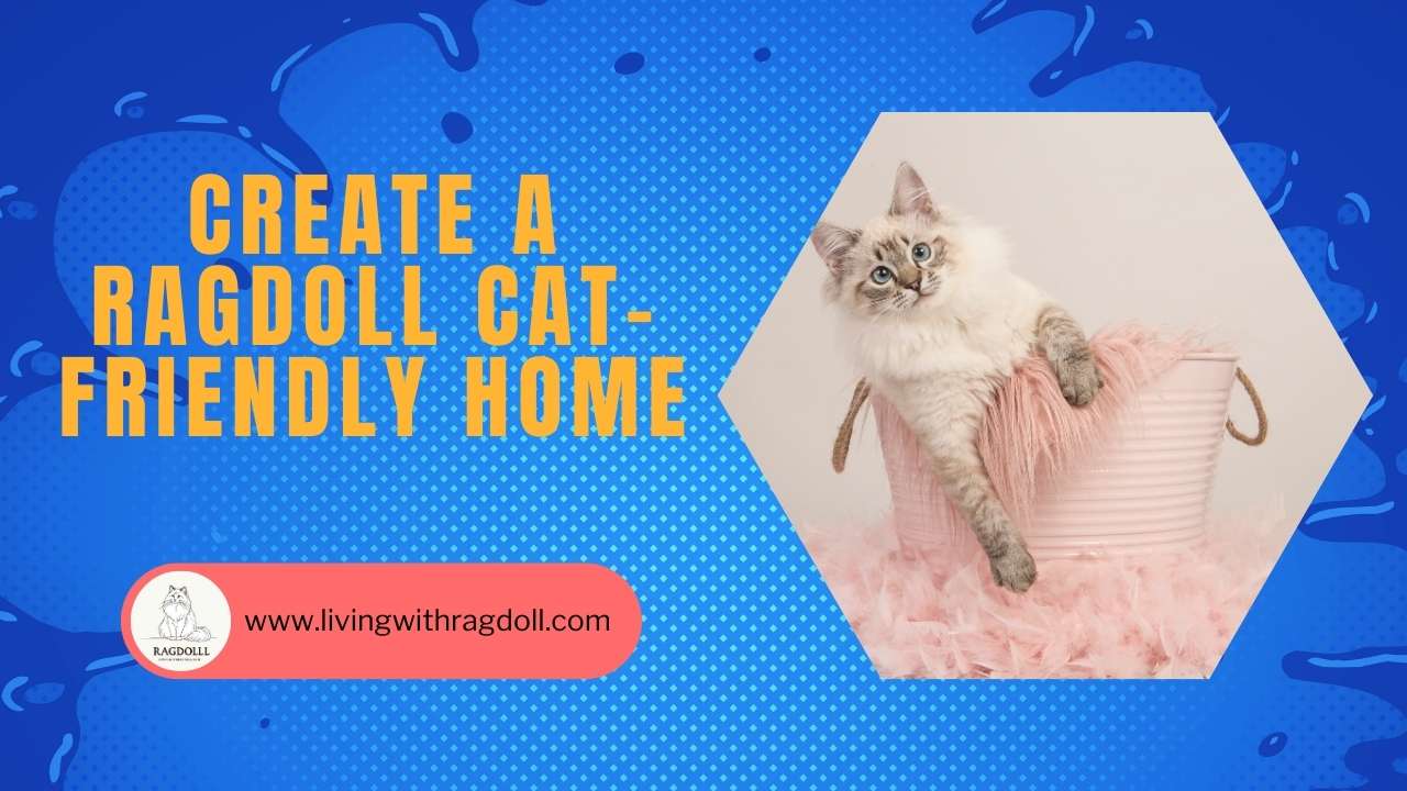 Video thumbnail for Create a Ragdoll Cat-Friendly Home