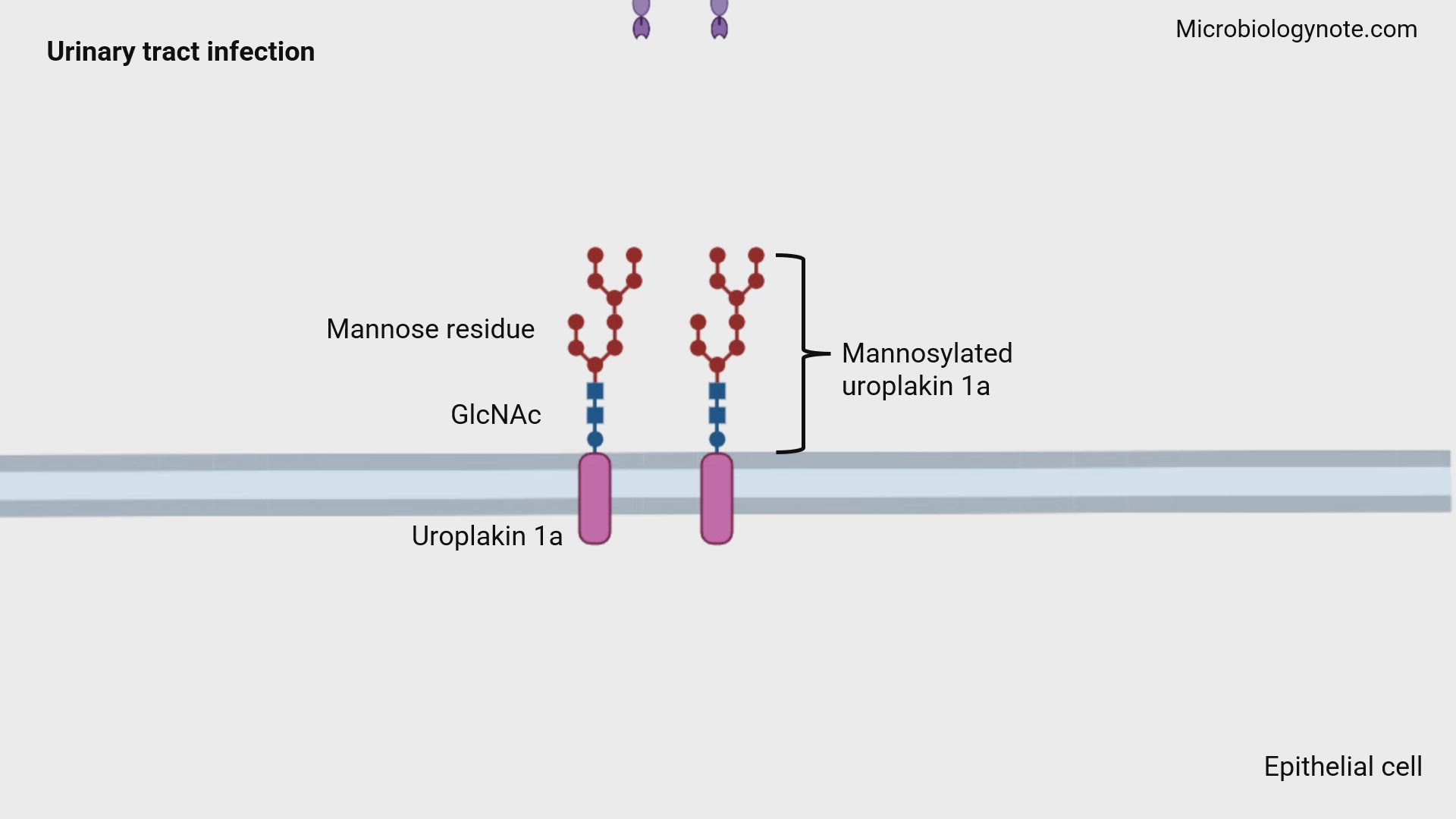 Video thumbnail for Treatment of Urinary Tract Infections with D-Mannose