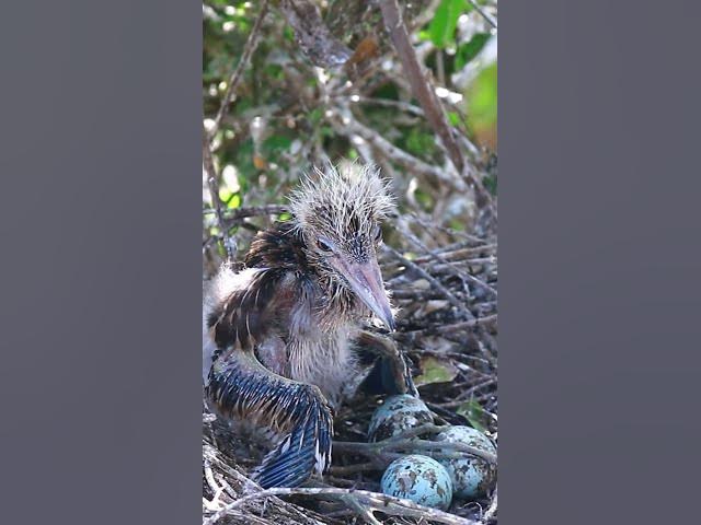 'Video thumbnail for Oh amazing Babies wild bird 13 #wildbird #duckforest #wildbird #forestbird #shortbird'