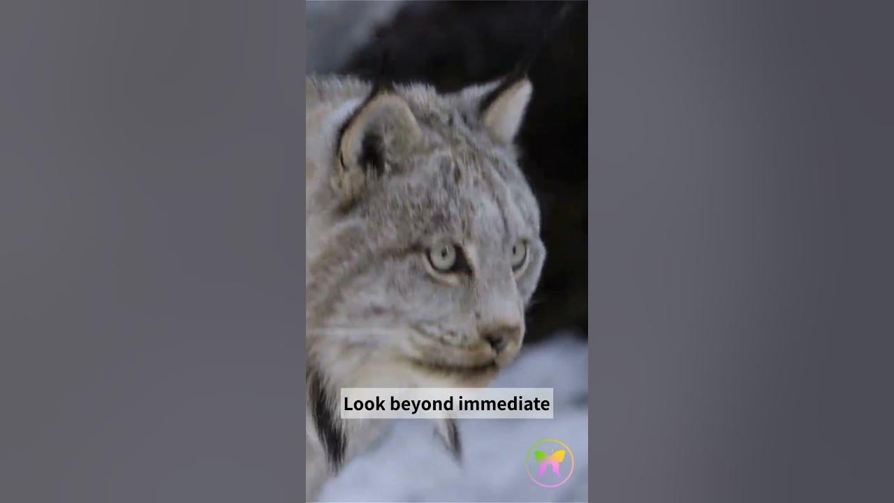 Video thumbnail for A Short Message from Lynx