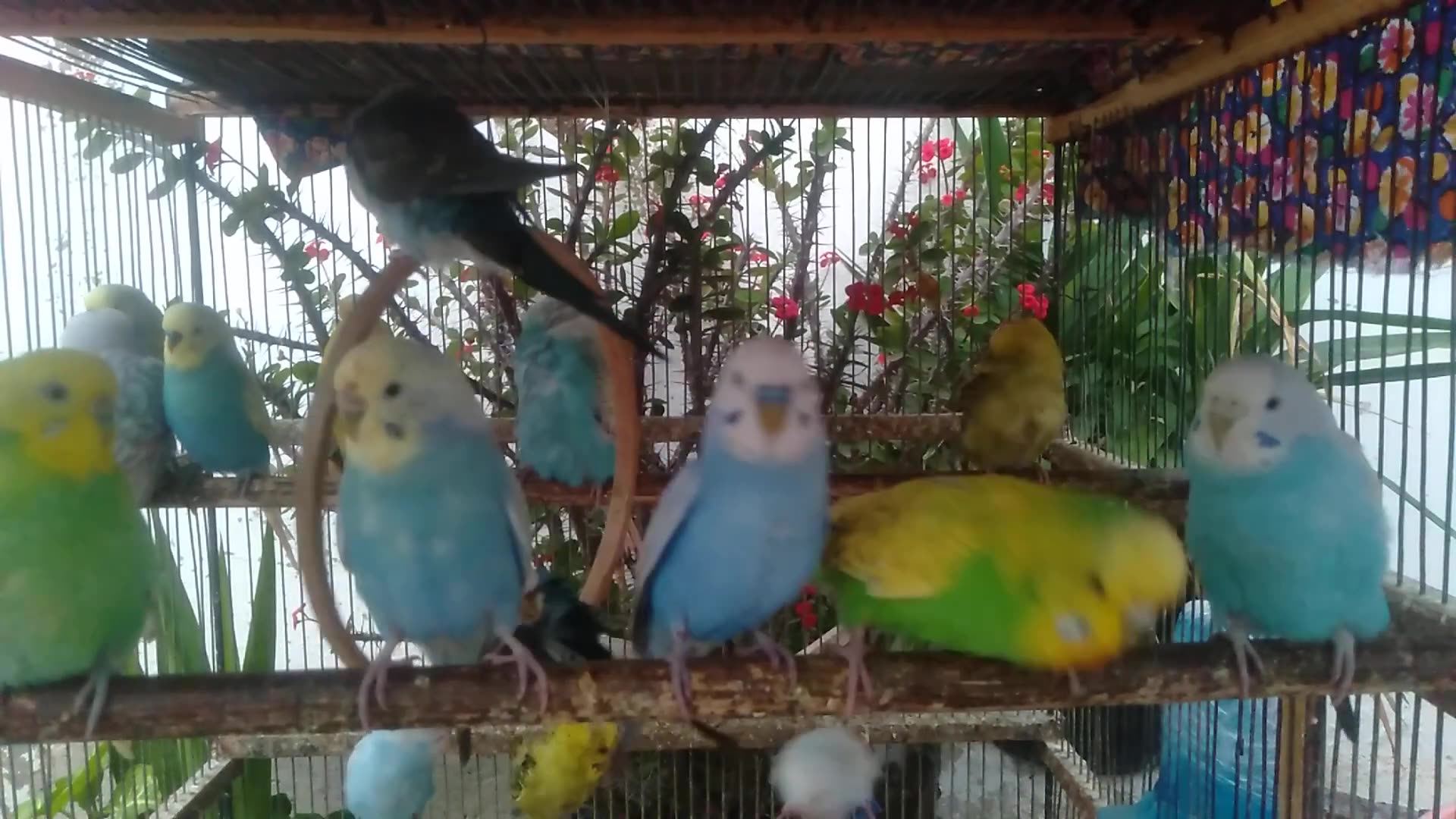 'Video thumbnail for 🎊 Budgie Party – A Colorful Celebration in the Cage 🪺'