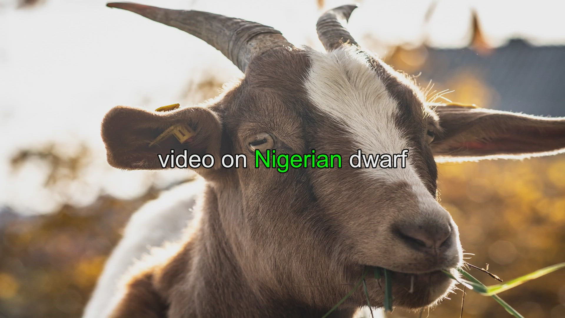 Goat - Description, Habitat, Image, Diet, and Interesting Facts