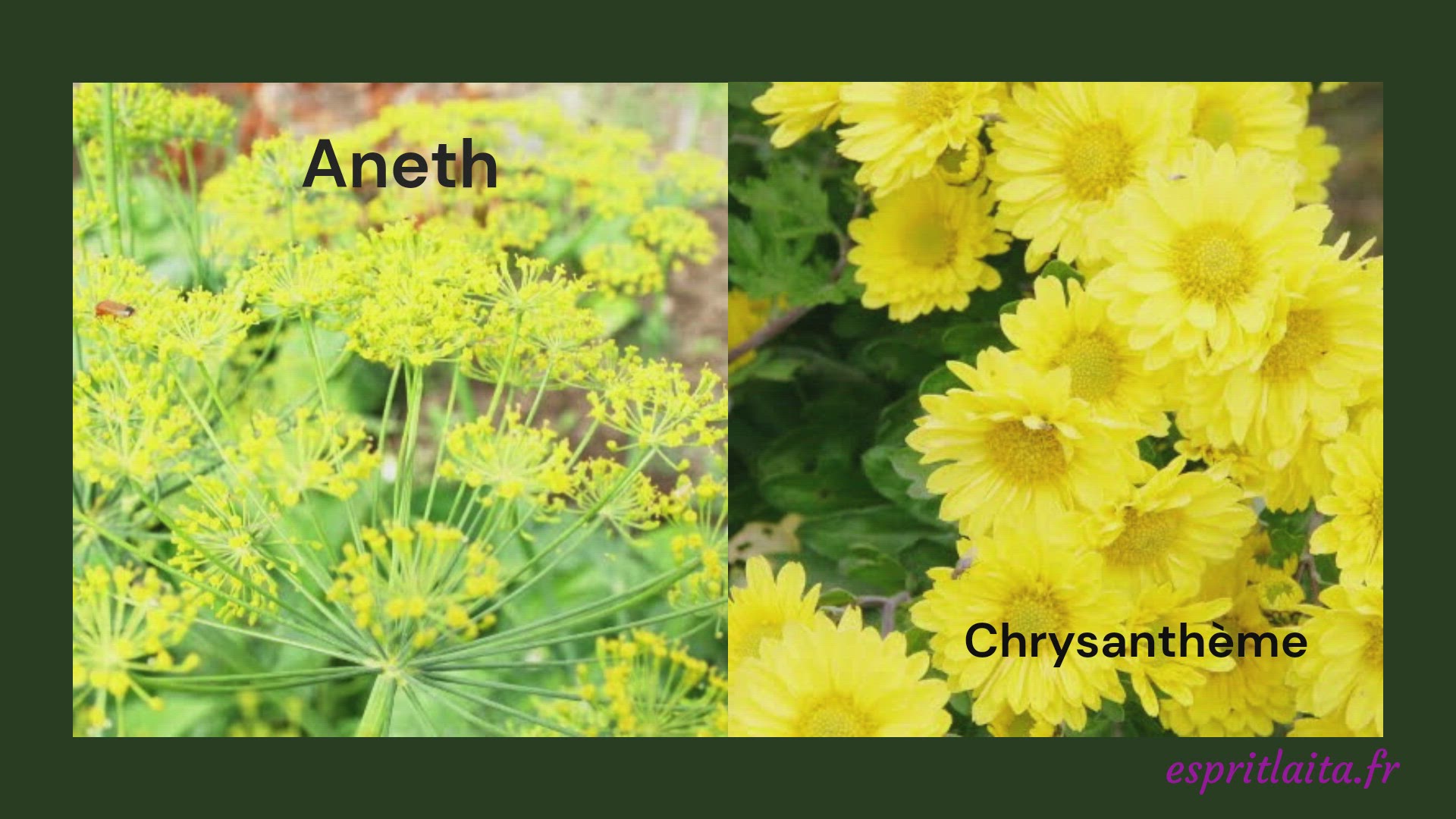 Video thumbnail for 14 idées de fleurs jaunes pour le jardin