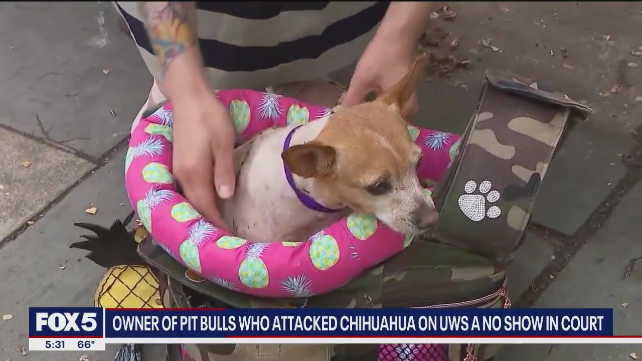 'Video thumbnail for UWS pit bull attack: Owner failed to show up to court'