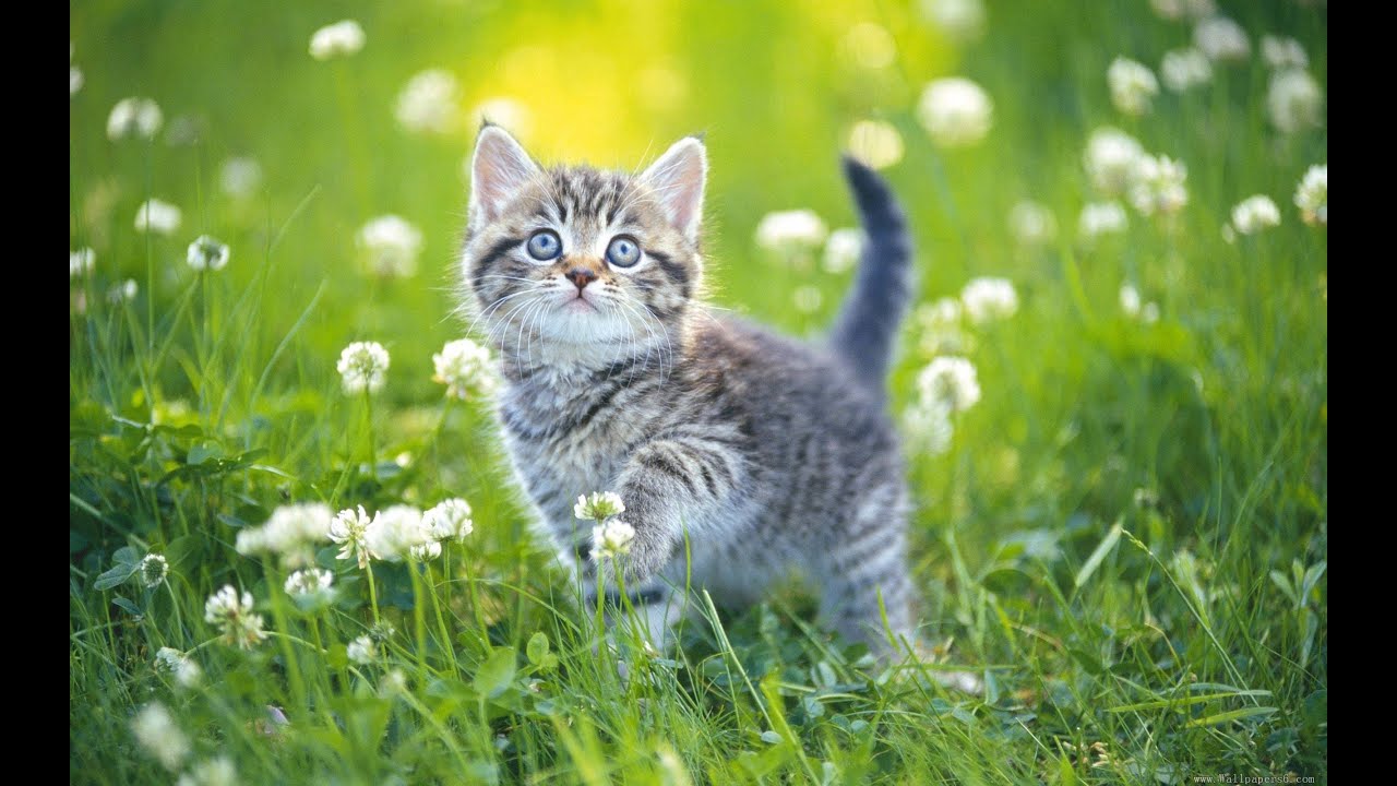 Video thumbnail for قطط جميله Beautiful cats