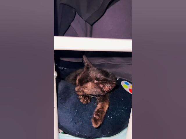 Video thumbnail for When we finally find our baby rescue kitty . We freak out and he was only blending in . #Rescue #cat