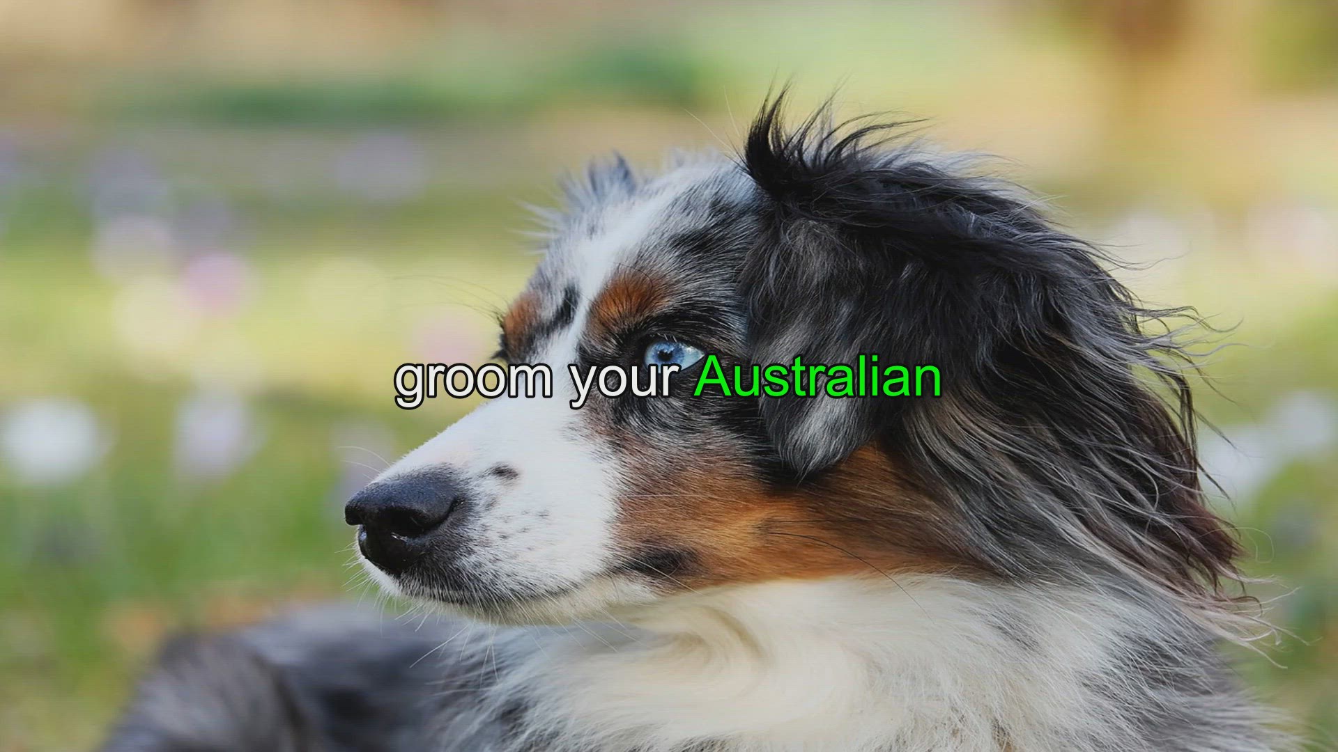 Australian Shepherd Fur Grooming Lessons Aussie University