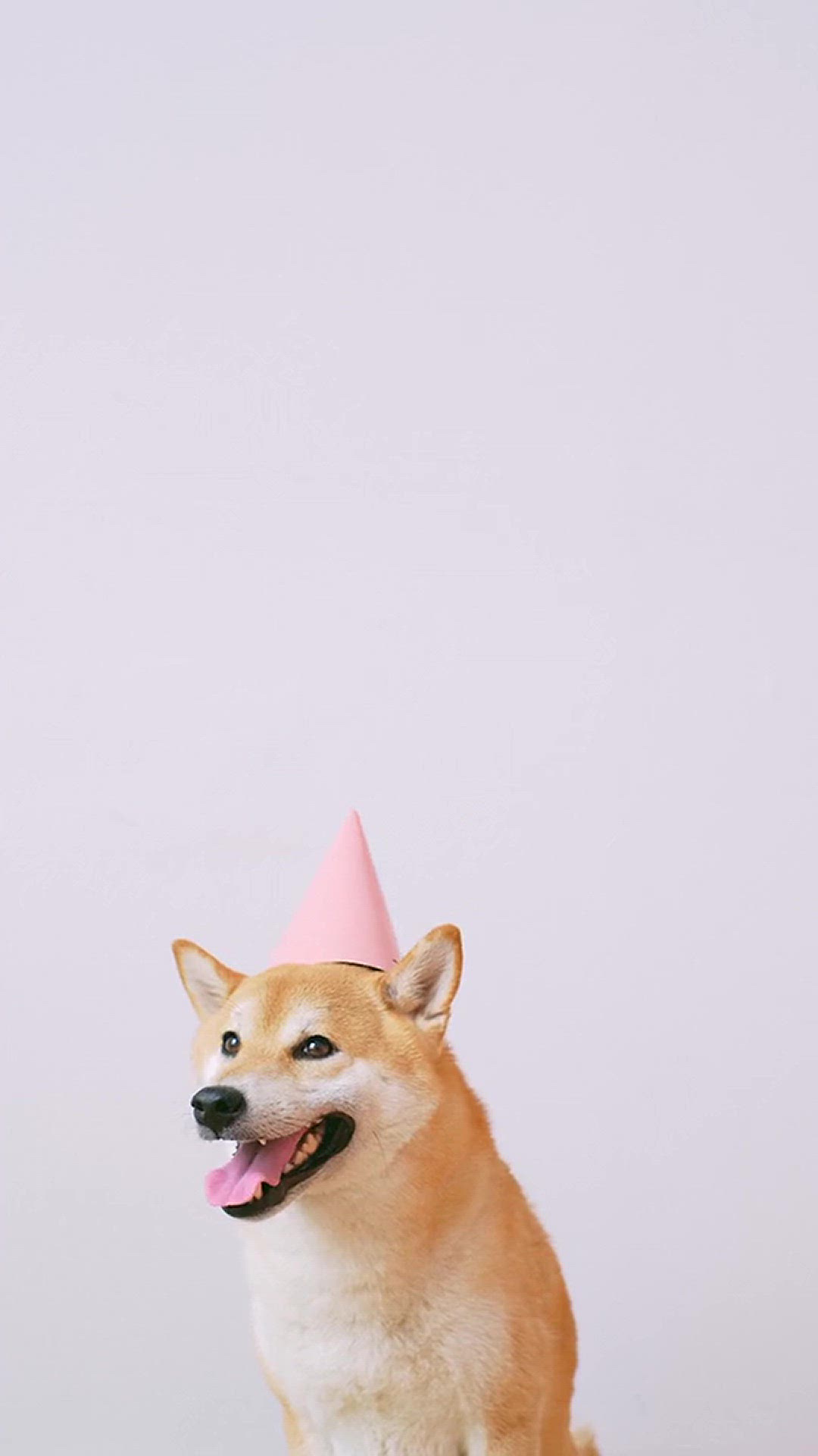 Video thumbnail for dog 2