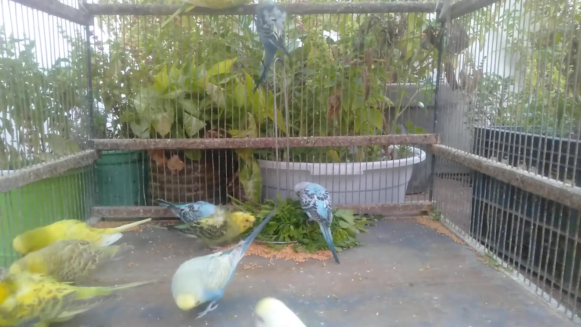 'Video thumbnail for The Most Beautiful Parrots in the World 🌍✨'
