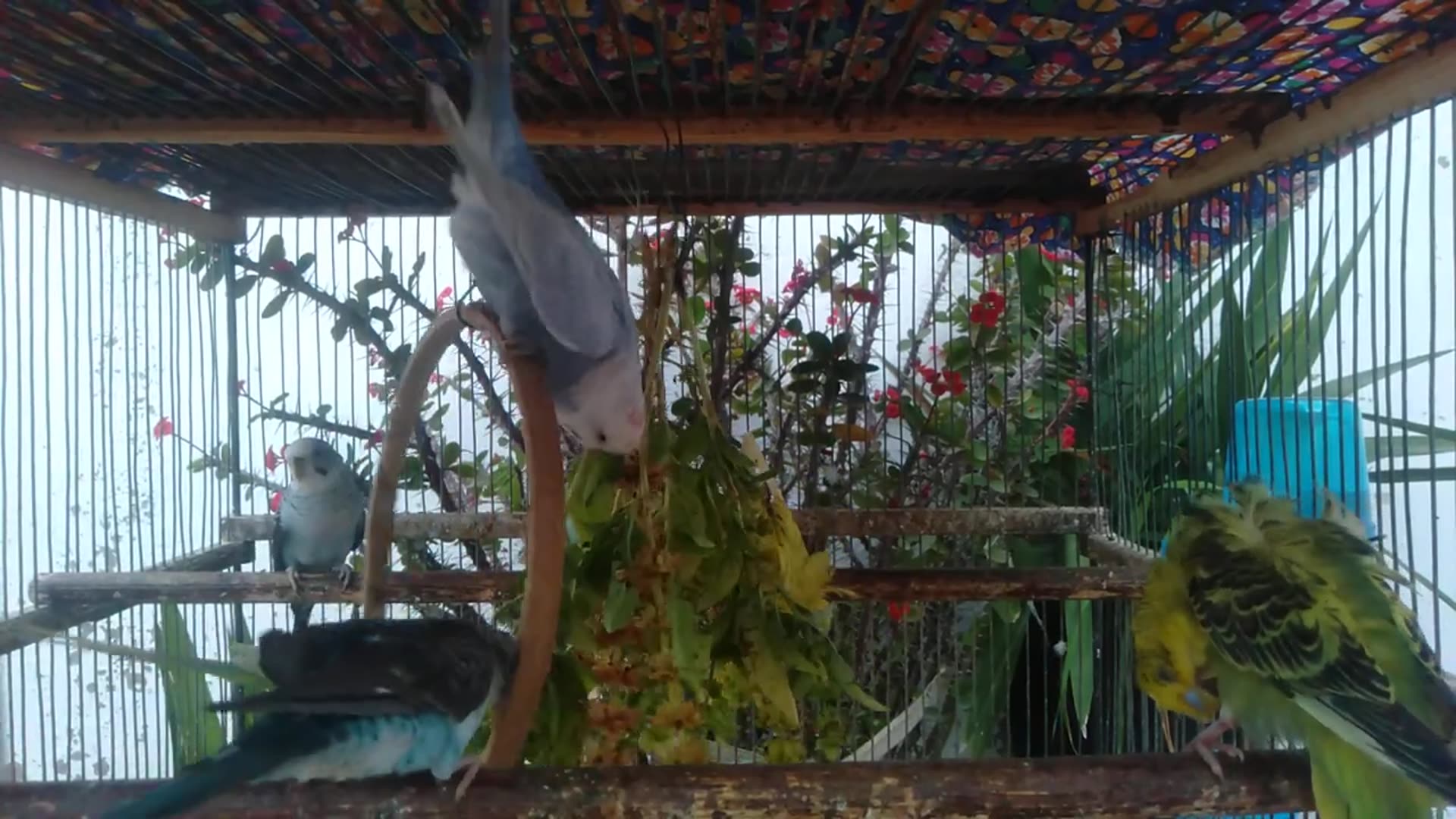 'Video thumbnail for Budgie Contentment Sounds   Pure Bird Bliss 😌💖 #HappySounds #BirdBliss'