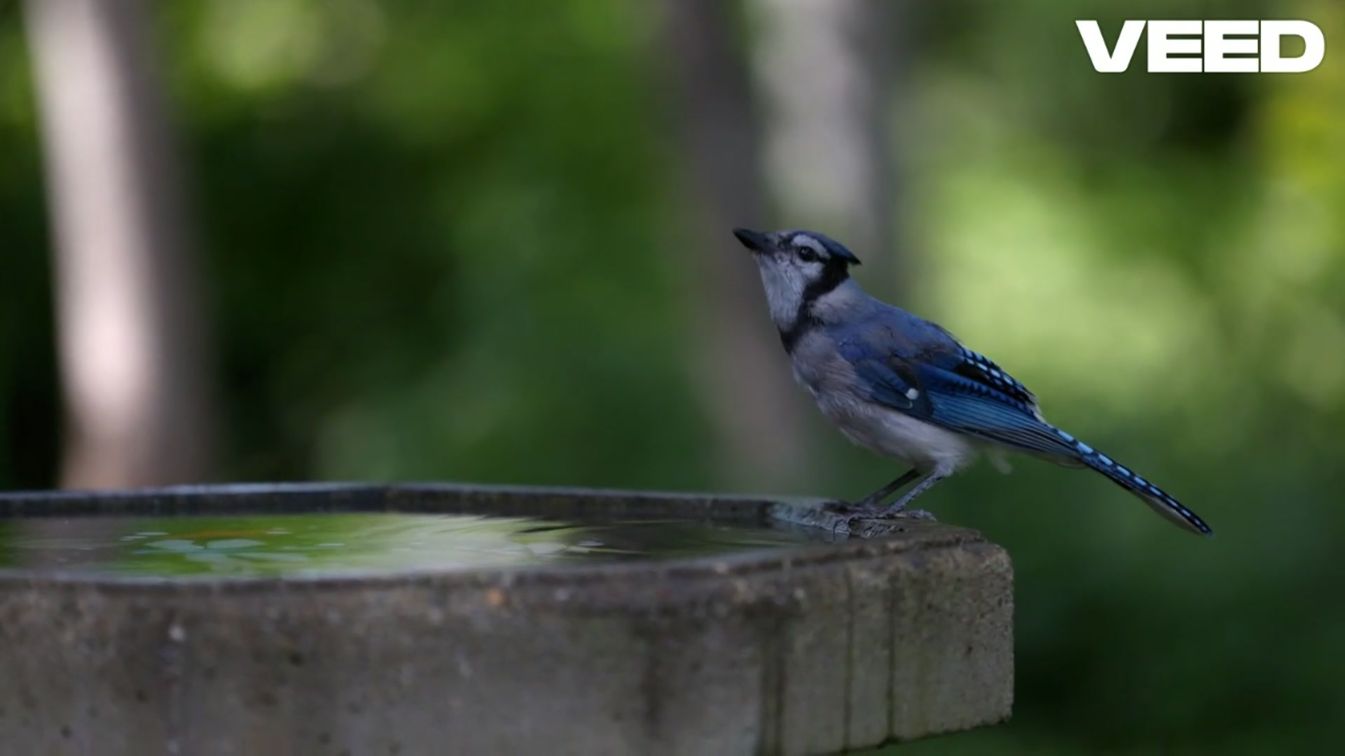 'Video thumbnail for Colorful Birds_ Nature's Vibrant Masterpieces'