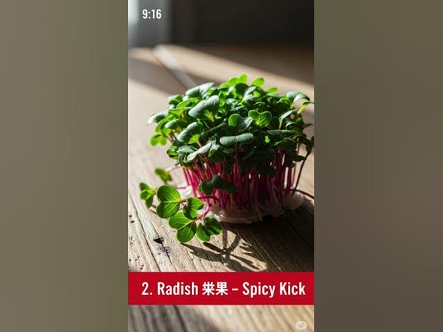 Video thumbnail for Top 5 Microgreens You Can Grow Easily at Home 🌱 | Microgreens Guide | Greenbean Club