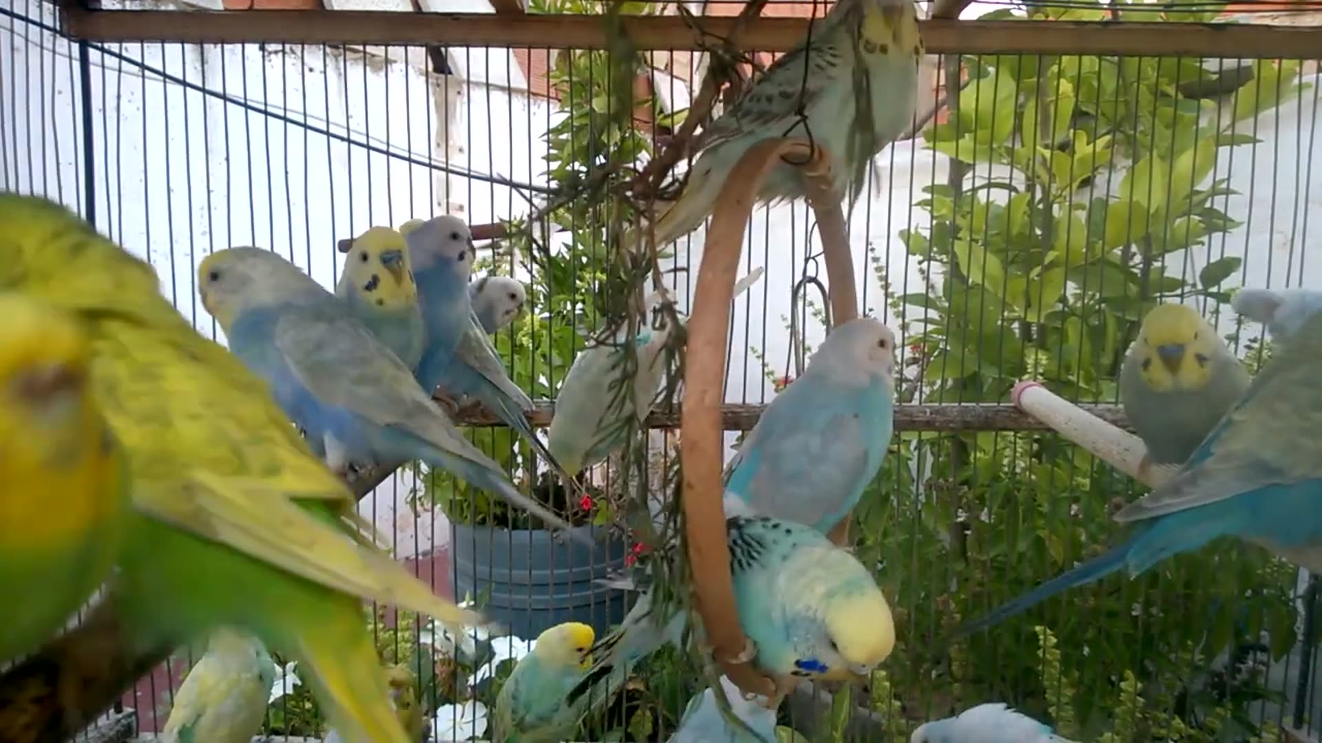 'Video thumbnail for The Most Beautiful Budgie Colors You’ve Never Seen! 🥰✨'