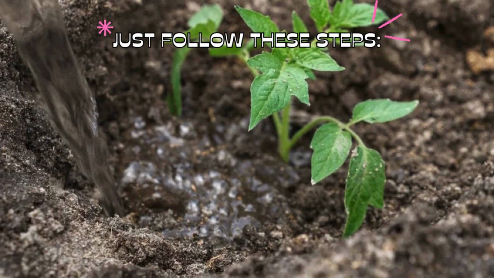 video of: What are the best varieties of tomatoes to grow in your garden (1)