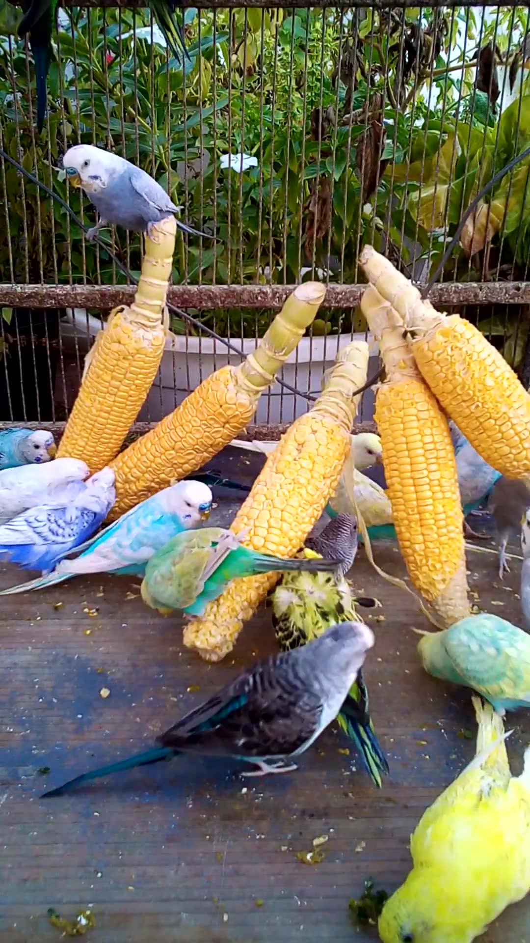 'Video thumbnail for This Amazon bird toy is SO COOL#birds#parrot #birdslover #budgis #lovebirds #budgiegar #cute #health'
