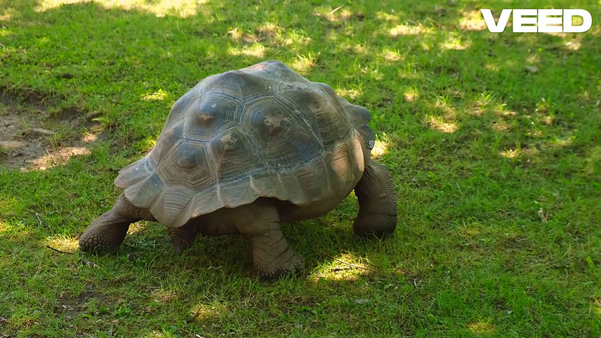 'Video thumbnail for Life in My Shell_ Slow and Steady'