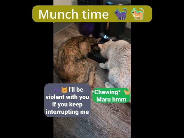 Video thumbnail for Kitty Munch Time | Soot & Shine 🐈⬛🐈